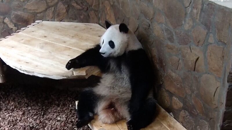 _Divertidi_simo__El_panda_gigante_He_Ye_sorprende_con_sus_actitudes_humanas video poster