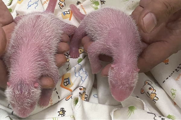 🐼🎉 Doble alegría de pandas en Hong Kong: ¡Ying Ying y Le Le tienen gemelos! ___Doble_alegri_a_de_pandas_en_Hong_Kong___Ying_Ying_y_Le_Le_tienen_gemelos_