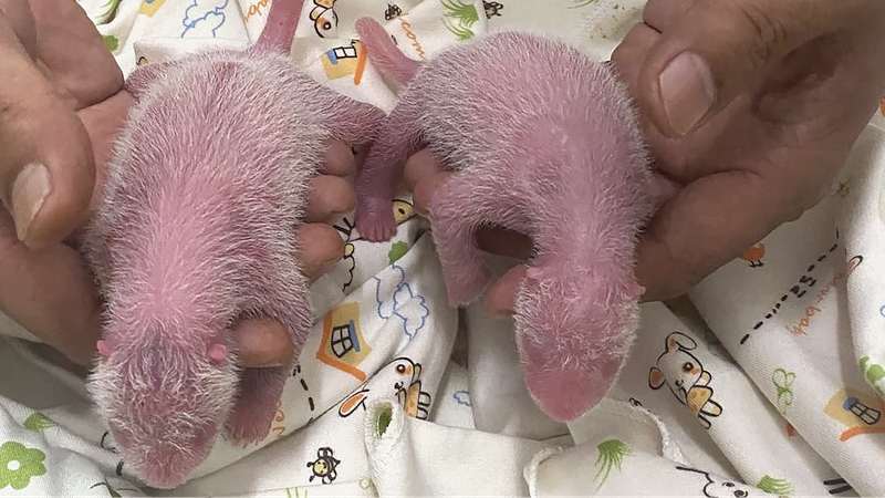 ___Doble_alegri_a_de_pandas_en_Hong_Kong___Ying_Ying_y_Le_Le_tienen_gemelos_