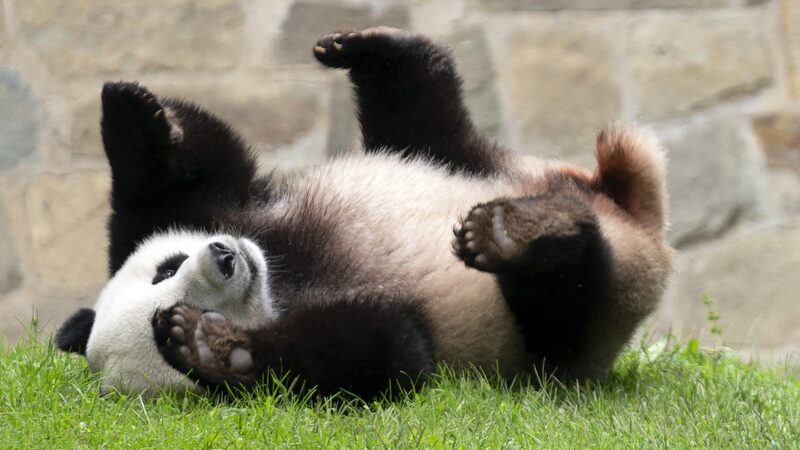 _Dos_adorables_pandas_de_China_se_dirigen_al_zoolo_gico_de_EE_UU_____