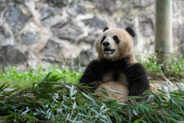 Dos pandas gigantes parten de China para una estancia de 10 años en el zoológico Smithsonian Dos_pandas_gigantes_parten_de_China_para_una_estancia_de_10_an_os_en_el_zoolo_gico_Smithsonian