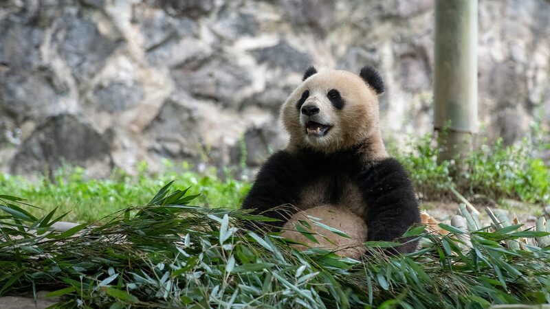 Dos_pandas_gigantes_parten_de_China_para_una_estancia_de_10_an_os_en_el_zoolo_gico_Smithsonian