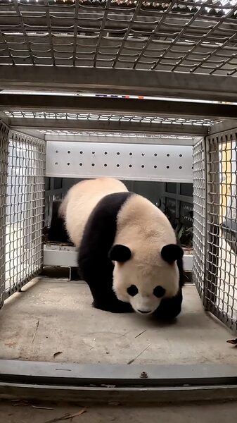 _Dos_pandas_gigantes_regresan_al_Zoolo_gico_Nacional_de_Washington_D_C__ video poster