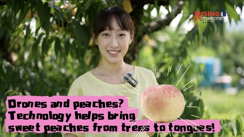 Drones_llevan_dulzura___Los_melocotones_de_miel_de_Yangshan_toman_vuelo_ video poster