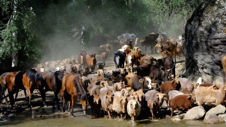 Épica Migración de Verano en Altay, Xinjiang: Comienza un Viaje Atemporal E_pica_Migracio_n_de_Verano_en_Altay__Xinjiang__Comienza_un_Viaje_Atemporal
