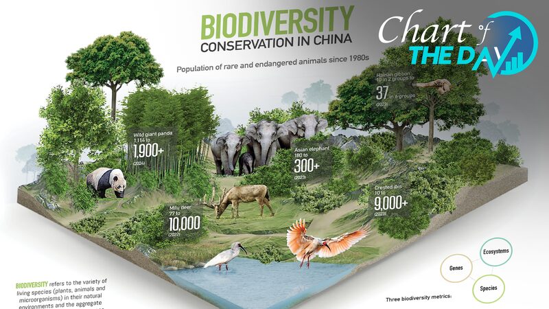 El_Auge_de_la_Biodiversidad_en_China__De_Pandas_a_Elefantes__la_Naturaleza_Esta__Prosperando____