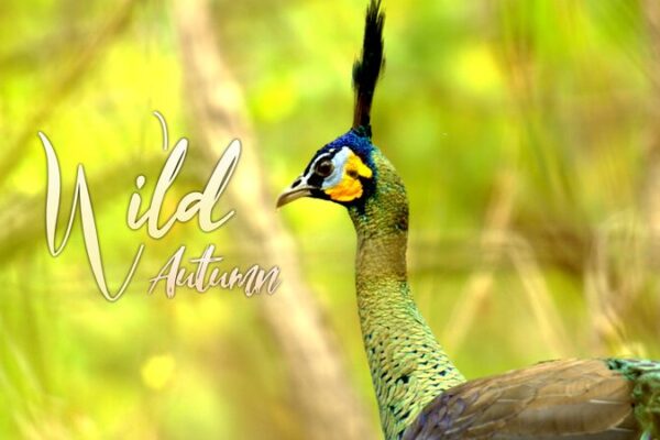 El Ave DragĂłn: Conoce al Majestuoso Pavo Real Verde de China El_Ave_Drago_n__Conoce_al_Majestuoso_Pavo_Real_Verde_de_China video poster