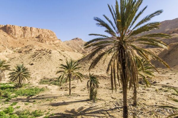 El Banco Mundial se une a Túnez para combatir la escasez de agua y el cambio climático 💧🌍 El_Banco_Mundial_se_une_a_Tu_nez_para_combatir_la_escasez_de_agua_y_el_cambio_clima_tico___