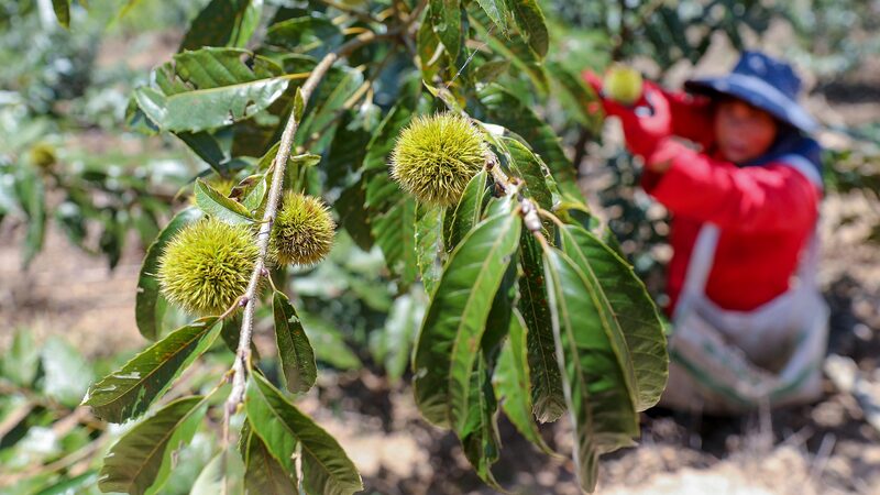El_Banquete_Forestal_de_Fujian__La_Tradicio_n_del_Castan_o_de_1_800_An_os__