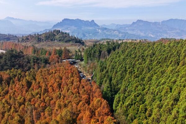 El_Bosque_Bicolor_de_Chongqing___Un_Especta_culo_Natural_Imperdible____
