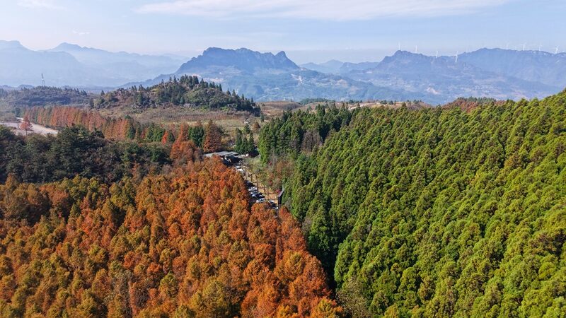 El_Bosque_Bicolor_de_Chongqing___Un_Especta_culo_Natural_Imperdible____