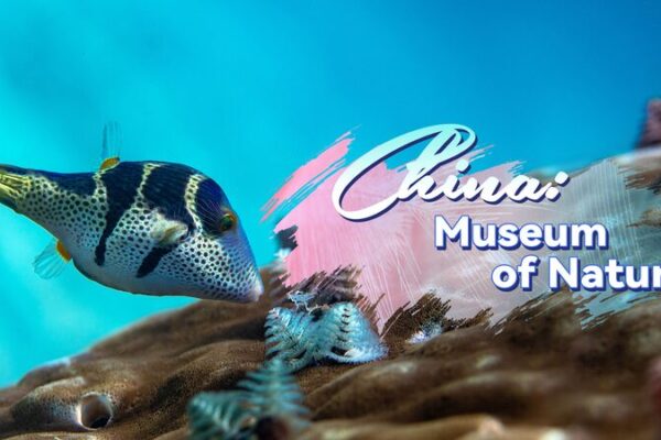 El_Bosque_Submarino_de_Lingshui__Un_Parai_so_Oculto_en_China video poster