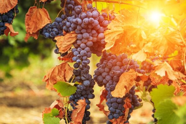 El_Cambio_Clima_tico_Podri_a_Convertir_a_Inglaterra_en_el_Nuevo_Punto_Caliente_del_Vino___