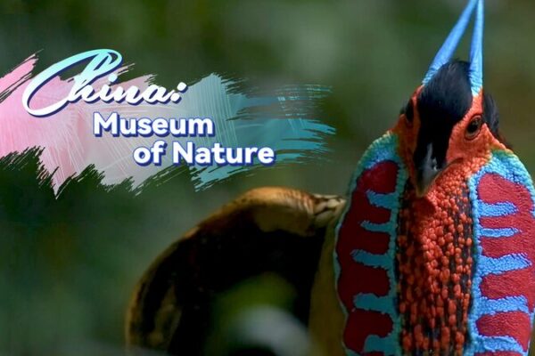 El Colorido Tragopán de Cabot de China: Una Historia de Amor en el Bosque El_Colorido_Tragopa_n_de_Cabot_de_China__Una_Historia_de_Amor_en_el_Bosque video poster