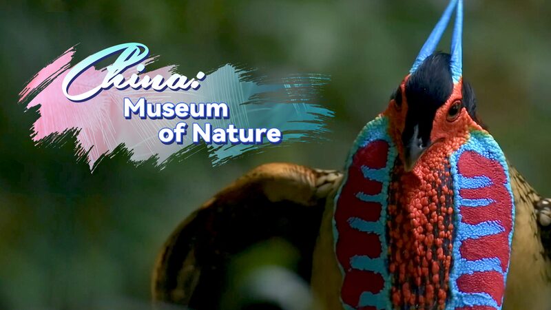El_Colorido_Tragopa_n_de_Cabot_de_China__Una_Historia_de_Amor_en_el_Bosque video poster