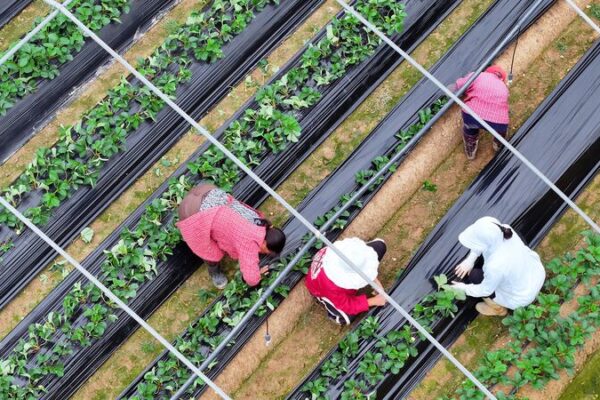 El Comercio Agrícola: Un Camino para Estabilizar las Relaciones entre China y Estados Unidos El_Comercio_Agri_cola__Un_Camino_para_Estabilizar_las_Relaciones_entre_China_y_Estados_Unidos