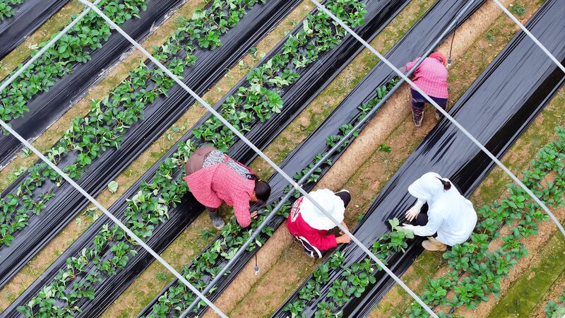 El_Comercio_Agri_cola__Un_Camino_para_Estabilizar_las_Relaciones_entre_China_y_Estados_Unidos