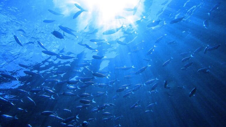 El_Congreso_de_los_Mares_de_Asia_Oriental_2024_causa_impacto_en_el_sureste_de_China