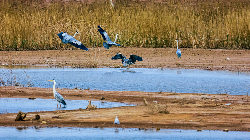 El_Estuario_del_Ri_o_Amarillo_en_Shandong__Un_Refugio_para_Aves_Migratorias