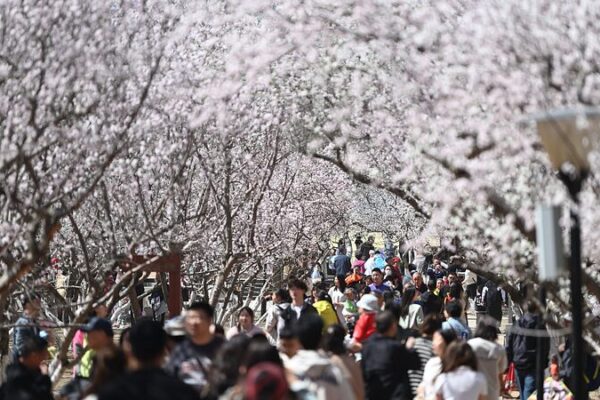 El Festival Qingming de China registra 119 millones de viajes: ¿Qué es tendencia? 🚀 El_Festival_Qingming_de_China_registra_119_millones_de_viajes___Que__es_tendencia___
