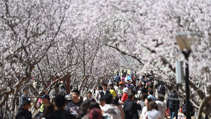 El_Festival_Qingming_de_China_registra_119_millones_de_viajes___Que__es_tendencia___
