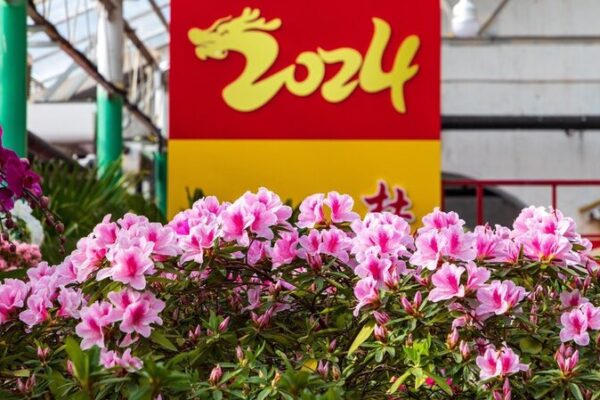 El_Festival_de_Azaleas_en_Flor_en_la_Ciudad_de_Jilin_Trae_Magia_Primaveral