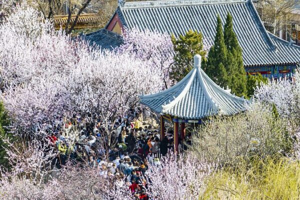El Festival de las Flores de Durazno de Tianjin trae vibraciones primaverales y estilo antiguo El_Festival_de_las_Flores_de_Durazno_de_Tianjin_trae_vibraciones_primaverales_y_estilo_antiguo