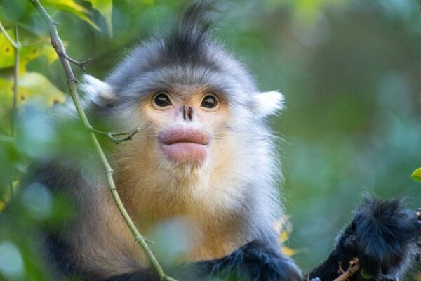 El_Fondo_de_Biodiversidad_de_Kunming_impulsa_la_conservacio_n_en_pai_ses_en_desarrollo__