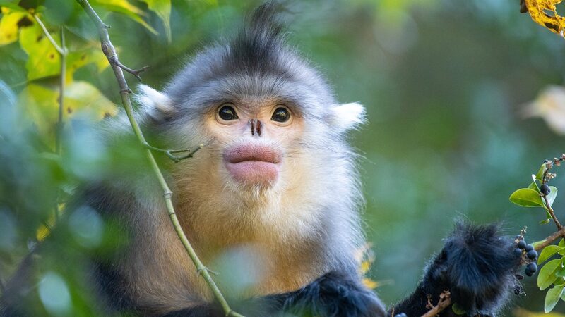 El_Fondo_de_Biodiversidad_de_Kunming_impulsa_la_conservacio_n_en_pai_ses_en_desarrollo__