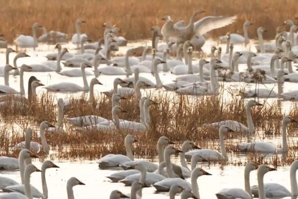 El Humedal Wanghu en China Central Transforma Campos de Arroz en un Paraíso para Aves 🐦🌾 El_Humedal_Wanghu_en_China_Central_Transforma_Campos_de_Arroz_en_un_Parai_so_para_Aves___ video poster