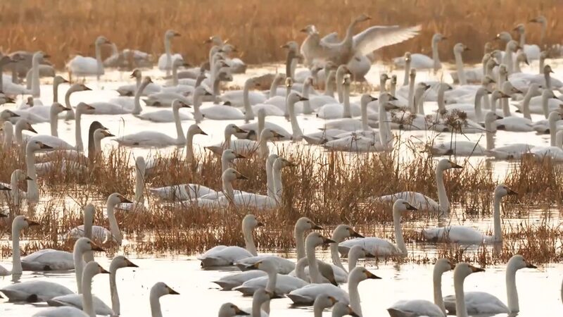 El_Humedal_Wanghu_en_China_Central_Transforma_Campos_de_Arroz_en_un_Parai_so_para_Aves___ video poster
