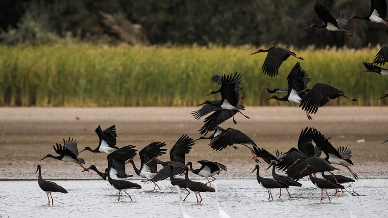 El_Humedal_de_Heihe_se_Convierte_en_el_Parai_so_de_las_Aves_Migratorias_con_la_Llegada_de_Cigu_en_as_Negras___