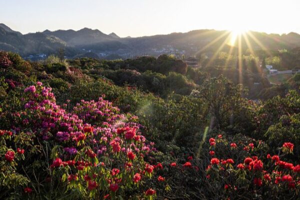El JardĂn de Azaleas Baili de Guizhou florece: Un espectáculo floral El_Jardi_n_de_Azaleas_Baili_de_Guizhou_florece__Un_especta_culo_floral