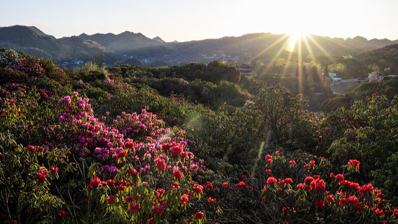 El_Jardi_n_de_Azaleas_Baili_de_Guizhou_florece__Un_especta_culo_floral