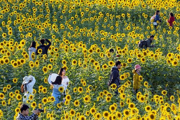 El_Mar_de_Girasoles_en_el_Parque_Wenyuhe_de_Peki_n_Brilla_en_Oton_o