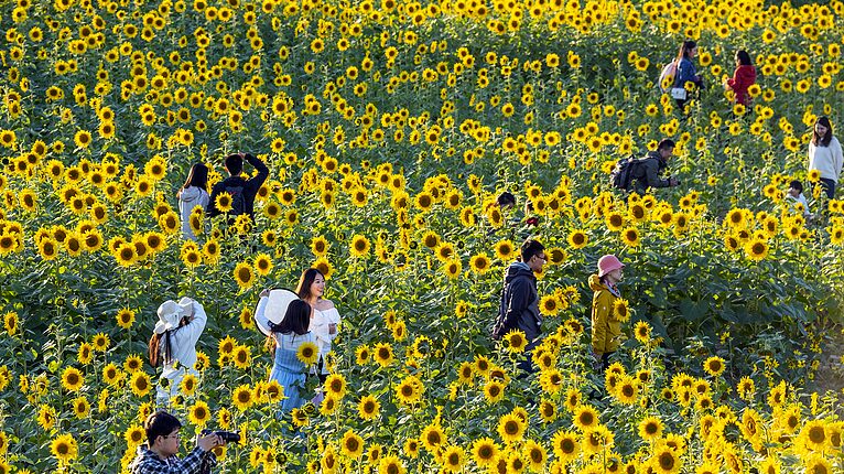El_Mar_de_Girasoles_en_el_Parque_Wenyuhe_de_Peki_n_Brilla_en_Oton_o