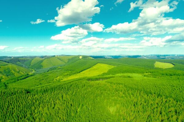 El Milagro Verde de Saihanba: Cómo el Bosque Artificial de China Combate la Desertificación 🌳✨ El_Milagro_Verde_de_Saihanba__Co_mo_el_Bosque_Artificial_de_China_Combate_la_Desertificacio_n___ video poster