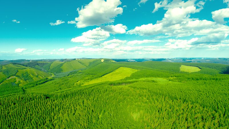 El_Milagro_Verde_de_Saihanba__Co_mo_el_Bosque_Artificial_de_China_Combate_la_Desertificacio_n___ video poster