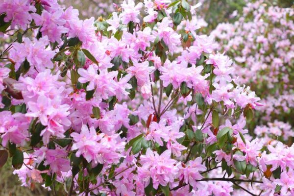 El_Monte_Fanjing_se_llena_de_color_mientras_florecen_las_azaleas_silvestres_durante_el_Festival_Qingming__