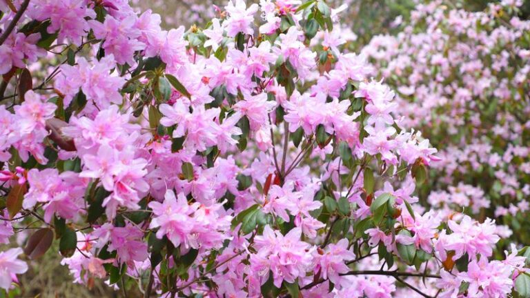 El Monte Fanjing se llena de color mientras florecen las azaleas silvestres durante el Festival Qingming 🌺 El_Monte_Fanjing_se_llena_de_color_mientras_florecen_las_azaleas_silvestres_durante_el_Festival_Qingming__