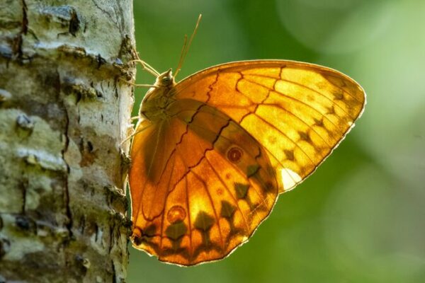 El Mundo Mariposa en Yunnan: ¡Un Millón de Alas al Vuelo! 🦋 El_Mundo_Mariposa_en_Yunnan___Un_Millo_n_de_Alas_al_Vuelo___