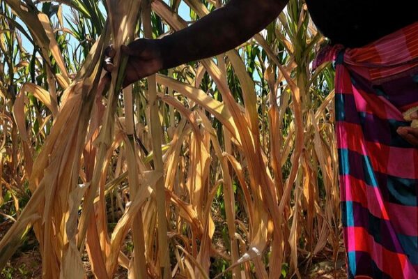 🌾 ¡El Niño ataca! África Austral enfrenta gran escasez de granos 😢 ___El_Nin_o_ataca__A_frica_Austral_enfrenta_gran_escasez_de_granos__