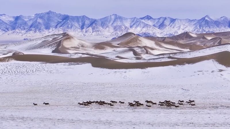 El_Parai_so_Escondido_de_Xinjiang__Donde_la_Fauna_Rara_deambula_Libre_Bajo_Picos_Nevados___ video poster