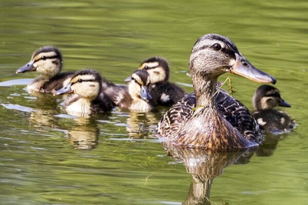 El_Parque_Central_de_Peki_n__De_Sitio_Industrial_a_Parai_so_de_Patitos___