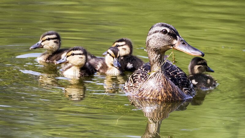 El_Parque_Central_de_Peki_n__De_Sitio_Industrial_a_Parai_so_de_Patitos___