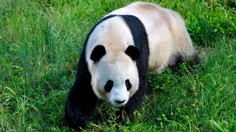 El_Parque_Nacional_del_Panda_Gigante__Un_Refugio_para_la_Biodiversidad