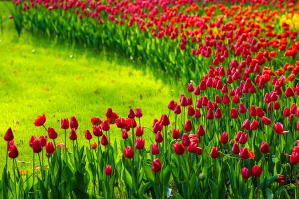 El Parque Taiziwan en Hangzhou se convierte en un paraíso floral esta primavera 🌸🌷 El_Parque_Taiziwan_en_Hangzhou_se_convierte_en_un_parai_so_floral_esta_primavera___