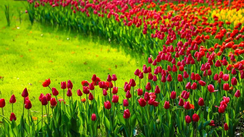 El_Parque_Taiziwan_en_Hangzhou_se_convierte_en_un_parai_so_floral_esta_primavera___