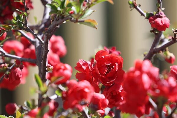 El Parque Taoranting de Pekín florece con el Festival de Begonias 🌸 El_Parque_Taoranting_de_Peki_n_florece_con_el_Festival_de_Begonias__