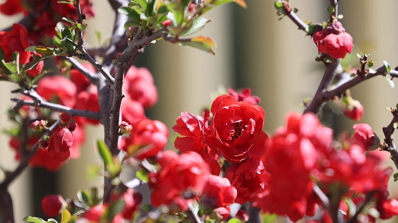 El_Parque_Taoranting_de_Peki_n_florece_con_el_Festival_de_Begonias__